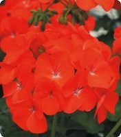 Пеларгония зональная. Серия Салют. Orange -100 семян. Китано. Япония. Цветы.