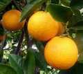 апельсин, сорт &quot;Вашингтон Навел&quot; (саженцы цитрусовых)