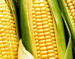 Семена гибридов кукурузы Лимагрен - Раздел: Сельское хозяйство