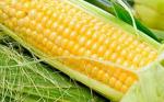 Купить семена гибридов кукурузы Лимагрен - Раздел: Сельское хозяйство