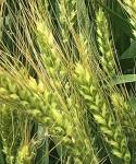 Семена озимой пшеницы ЭС/РС1 - Раздел: Сельское хозяйство