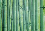 Пленка самоклеящаяся D&B 45 см/8 м (бамбук зелёный)