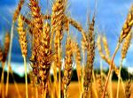 Семена пшеницы Радуга