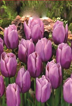Луковицы тюльпанов Триумф Holland Beauty(Холланд Бьюти)