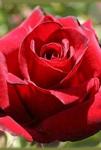 Розы Алтайские чайно-гибридные Мадам Дельбар