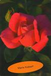 Розы чайно-гибридные Мария Каллас