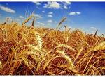 Пшеница фураж