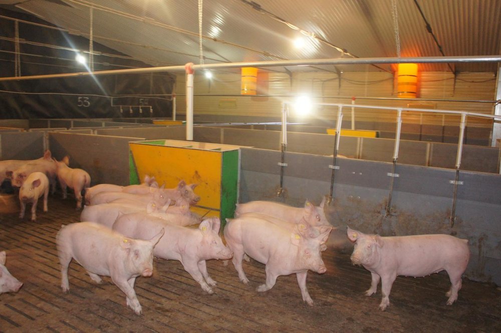 Оборудование для содержания свиней на откорме