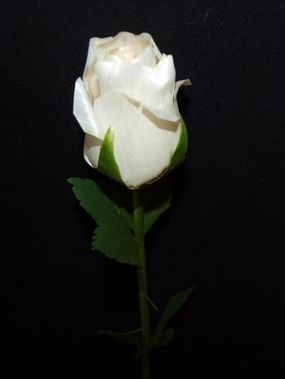 Розы из Берёзы Роза Белая с крашеным стеблем