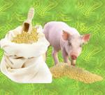 Аминокислотные кормовые добавки прошли трехлетнюю апробацию на собственном   поголовье свиней. РК-Дя №1