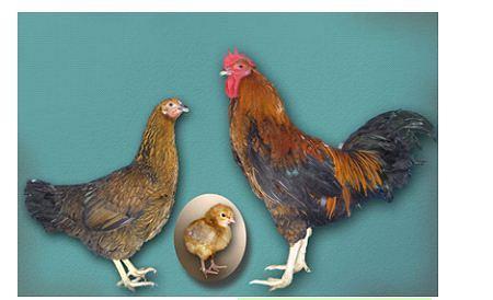Цыплята суточные порода Кучинские юбилейные