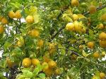 Лимоны Узбекские на ветке
