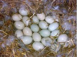 Яйца утиные инкубационные