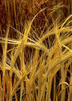 Крупы из пророщенной пшеницы