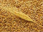 Пшеница фасованная (50 кг )