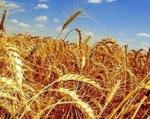 Пшеница дробленая (45 кг)