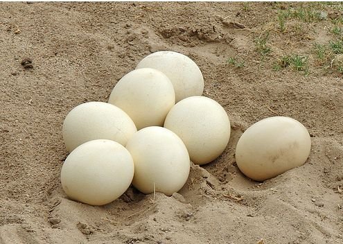 Гусиные инкубационные яйца (Башкирия) - Линда