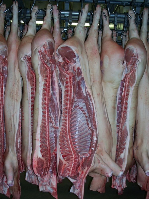 Свинина и говядина от производителя