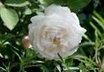 Английские розы питомника "Нью-Джерси"