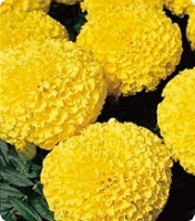 Бархатцы. Серия Кабери. Yellow - 100 семян. Китано. Япония. Цветы.