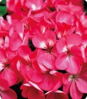 Пеларгония зональная. Серия Салют. Rose -100 семян. Китано. Япония. Цветы.