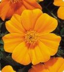 Бархатцы. Французская серия Карнавал. Orange - 500 семян. Китано. Япония. Цветы.