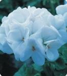 Пеларгония зональная. Серия Салют. Pure White -100 семян. Китано. Япония. Цветы.