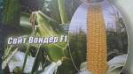 Семена кукурузы сахарной Свит Вондер F1 5000 семян - Agri (Германия)