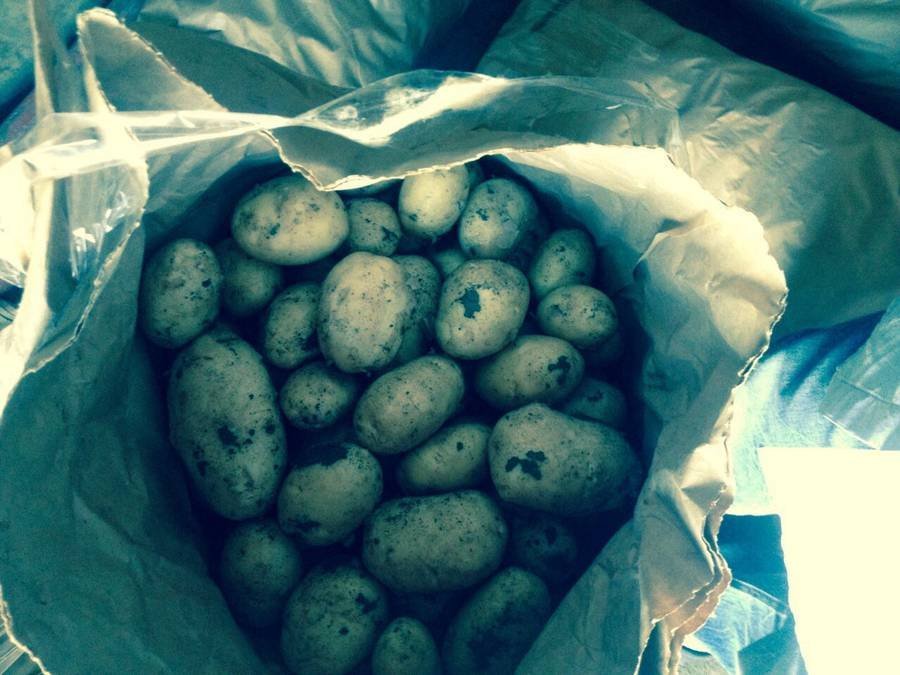 картофель молодой купить в Крыму