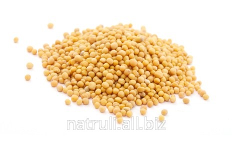 Горчичное семя желтое 25-40 кг