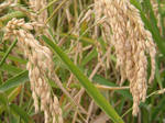 Рис-сырец урожай
