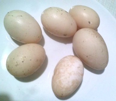 Яйцо утиное инкубационное фермерское