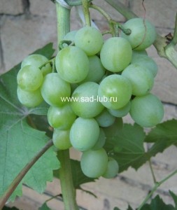 Саженцы винограда сорт  Юбилей-70