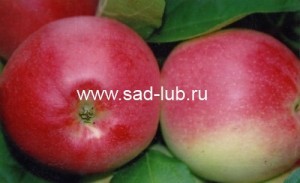 Саженцы  яблони сорт Пепин Шафранный