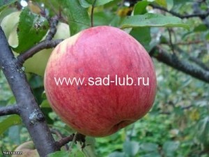 Саженцы яблони сорт  Орловское полосатое