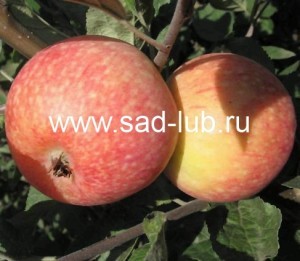 Саженцы яблони сорт Конфетное
