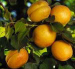 Саженцы абрикоса сорт Триумф Севера