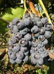 Саженцы винограда сорта Фортуна