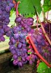 Саженцы винограда сорт Виктория