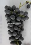 Саженцы винограда сорт Восторг чёрный