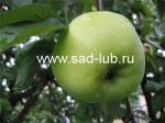 Саженцы яблони сорт  Антоновка