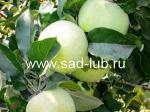 Саженцы яблони сорт  Куйбышевское