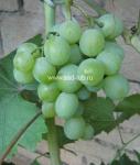 Саженцы винограда сорт  Юбилей-70