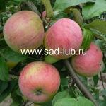 Саженцы яблони сорт  Осеннее полосатое Штрейфлинг, Штрифель