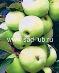 Саженцы яблони сорт  Кутузовец