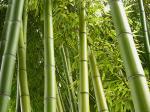 Стволы бамбука