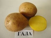 Продовольственный картофель Гала. ОПТ.