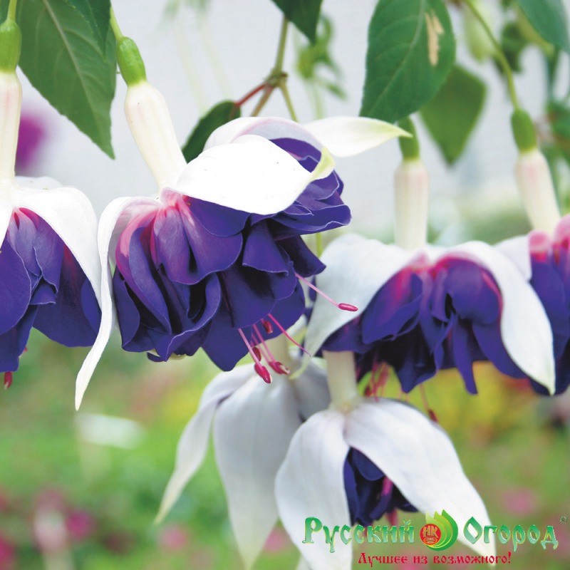 Фуксия гибридная Fuchsia hybrida