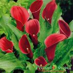 Калла Маджестик Ред