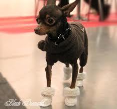 Вязаные ботиночки для собак